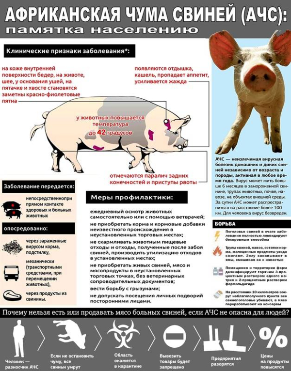 Внимание! Африканская чума свиней